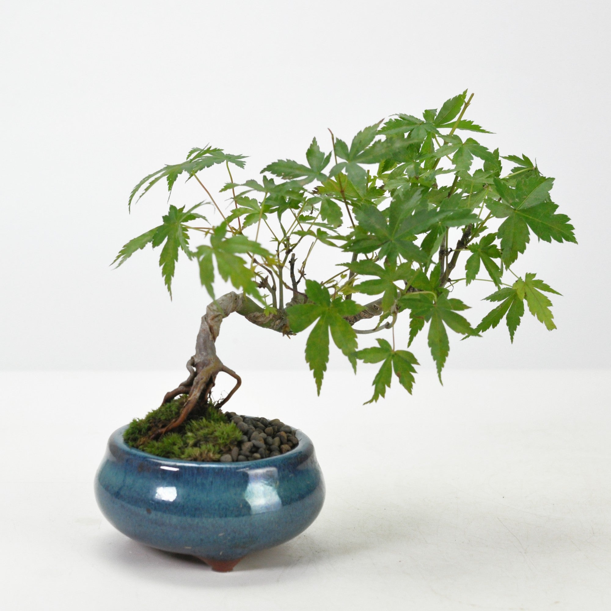 モミジ（紅葉）盆栽の販売｜盆栽妙 – 盆栽妙 本店