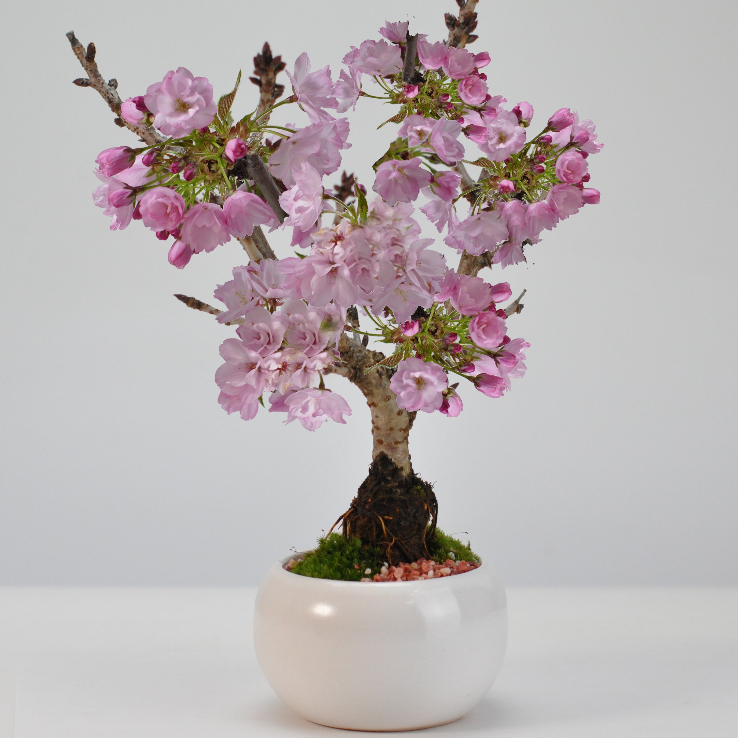 桜のモダン盆栽 白玉鉢を販売｜入門は盆栽妙 – 盆栽妙 本店
