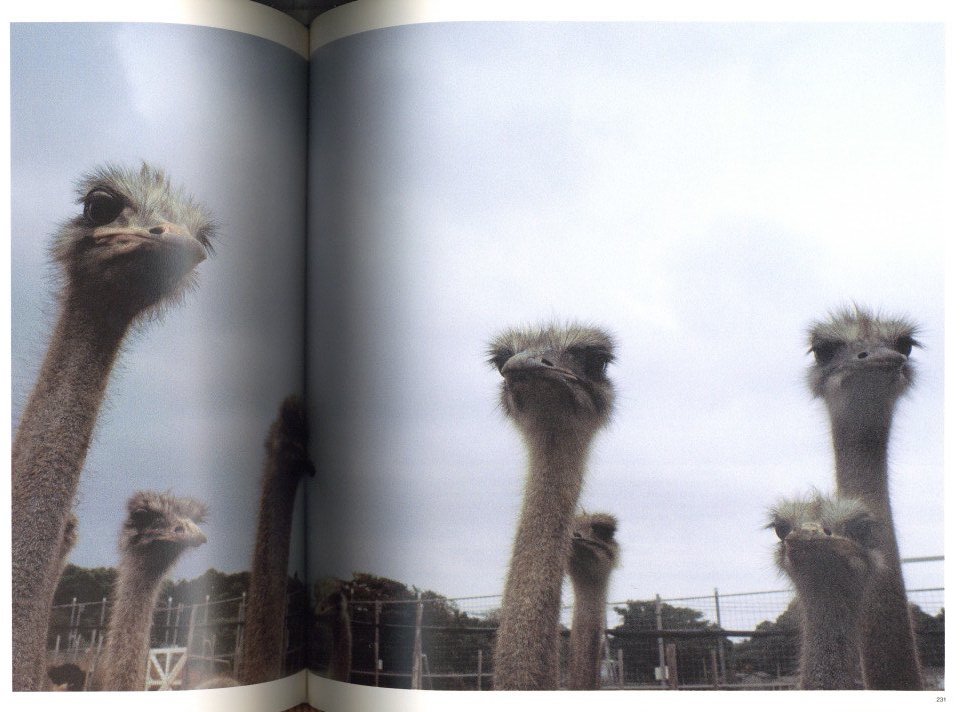 ROADSIDE JAPAN 珍日本紀行 / 都築響一 | 小宮山書店 KOMIYAMA TOKYO