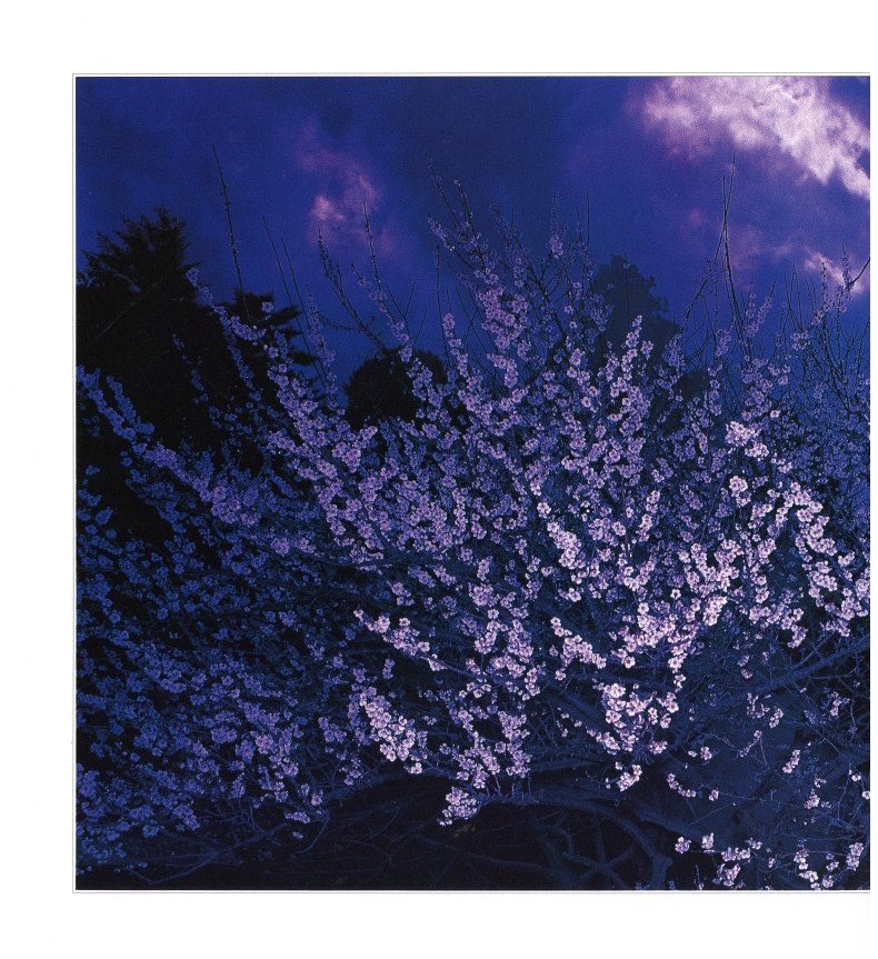 花狩 山村雅昭写真集 / 著：山村雅昭 | 小宮山書店 KOMIYAMA TOKYO