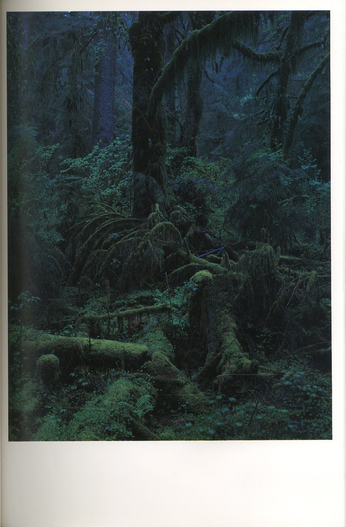 QUINAULT / 著：上田義彦 編：都築響一 デザイン：葛西薫 | 小宮山書店