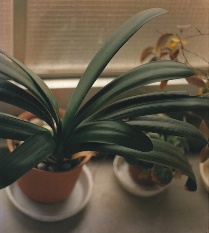 生きている / 著：佐内正史 | 小宮山書店 KOMIYAMA TOKYO | 神保町