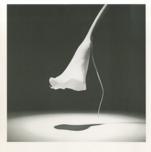 ロバート・メイプルソープ写真集 / ロバート・メイプルソープ | 小宮山