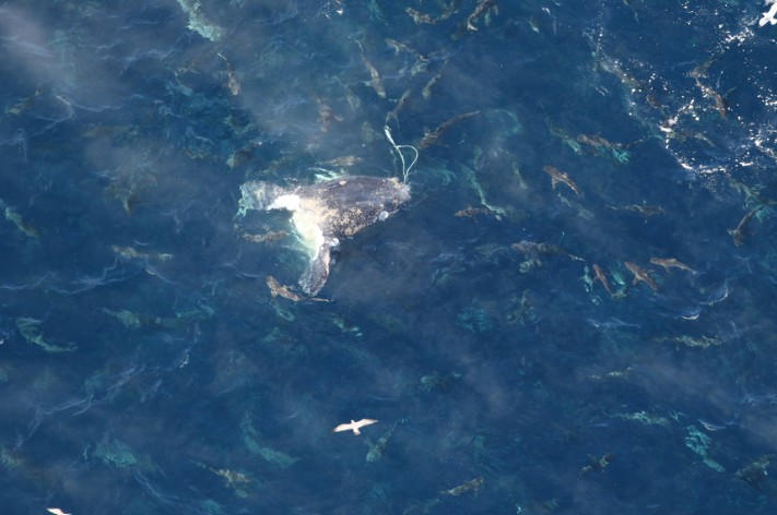 Sharks feast on carcass of North Atlantic right whale that died