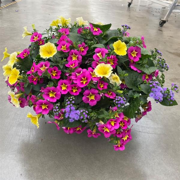 Product Details - Calibrachoa Bumble Bee™ Hot Pink