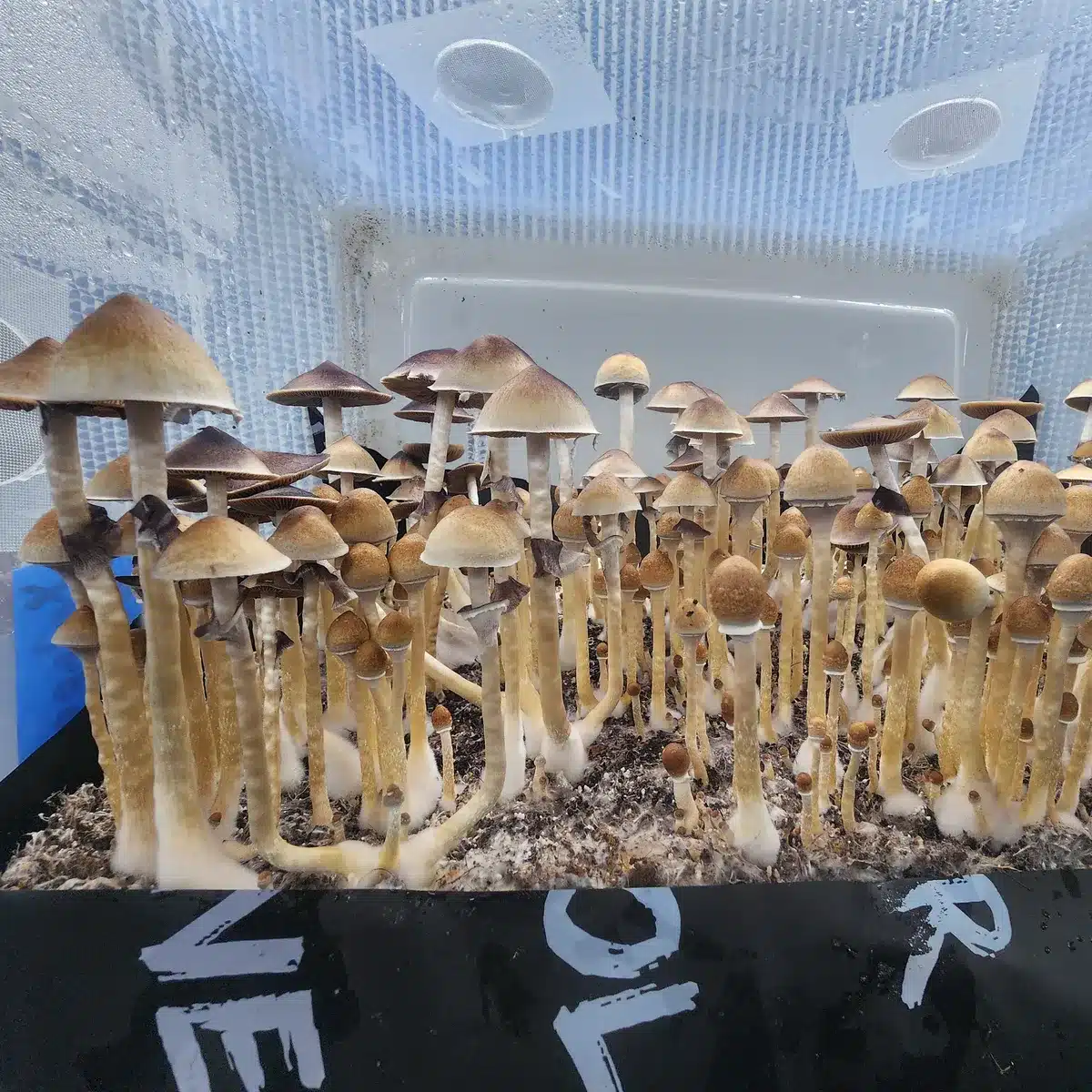 Xalapa Wild Landrace Spore Print | Basidium Equilibrium