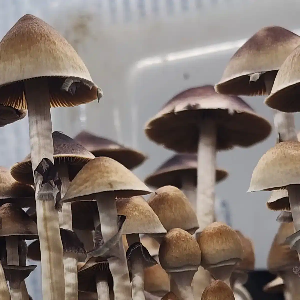 Xalapa Wild Landrace Spore Print | Basidium Equilibrium