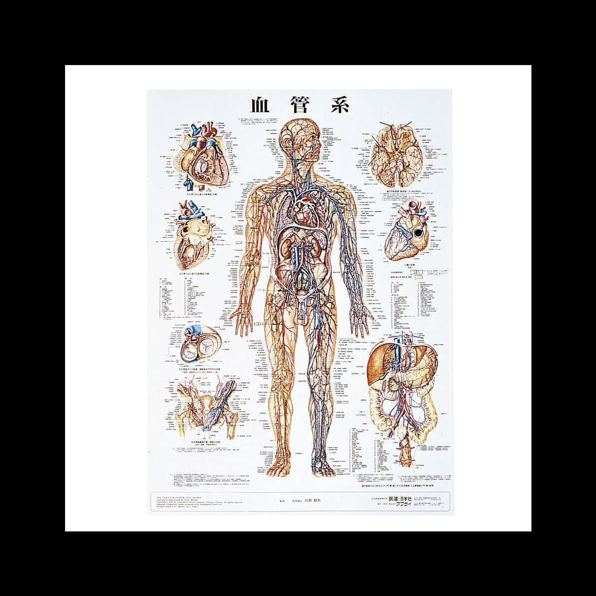 人体解剖学チャート ポスターサイズ 血管系M ラミネートバンの卸・通販