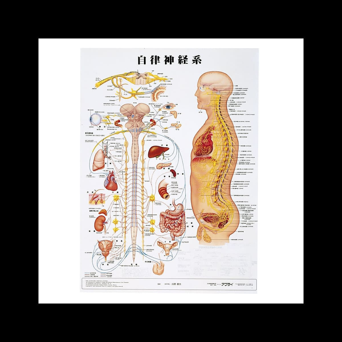 人体解剖学チャート ポスターサイズ 自律神経系S ラミネートバンの卸