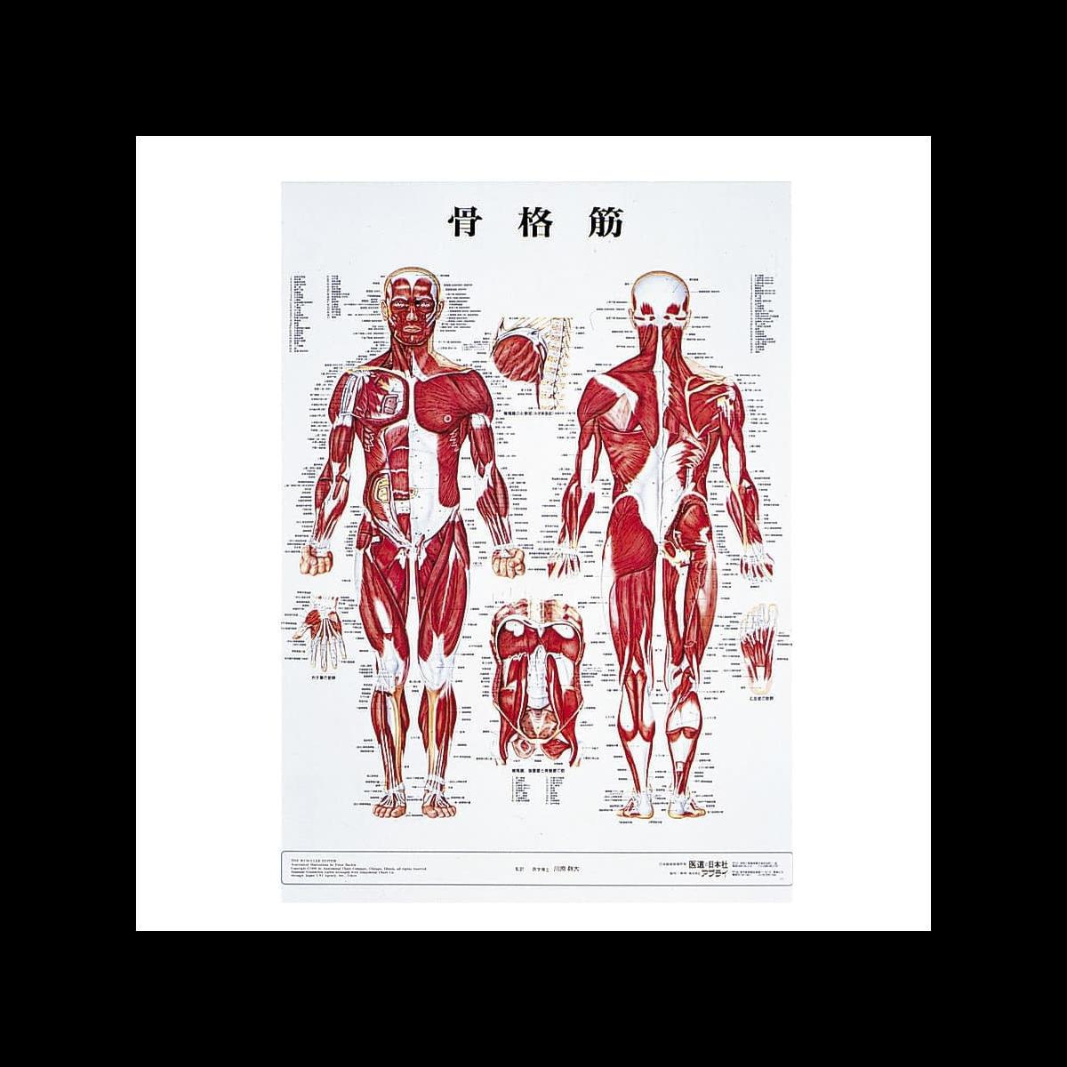 人体解剖学チャート ポスターサイズ 骨格筋M ラミネートバンの卸・通販
