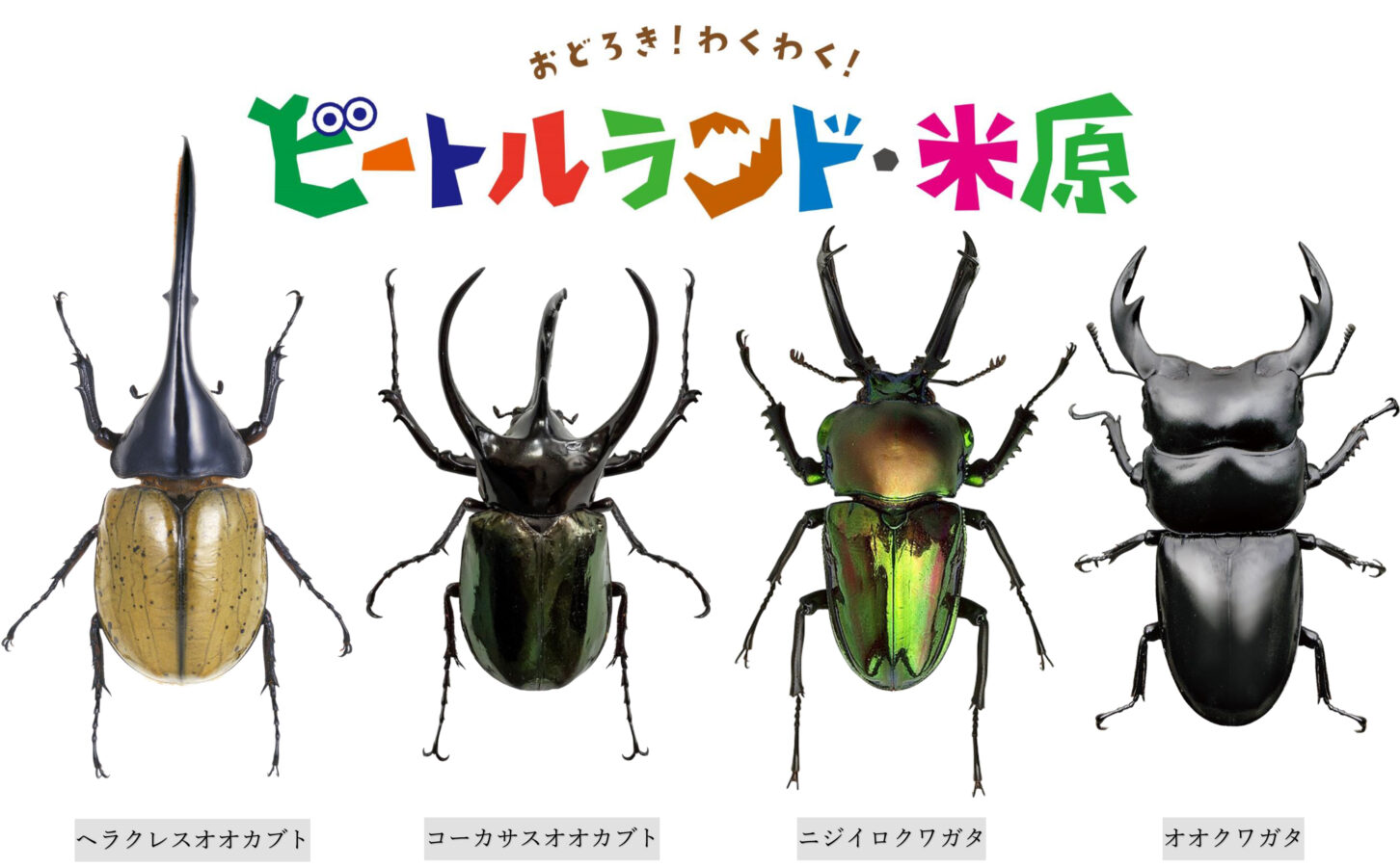 見て触れられる展示スペース」では大人気の甲虫展示を行います。「展示