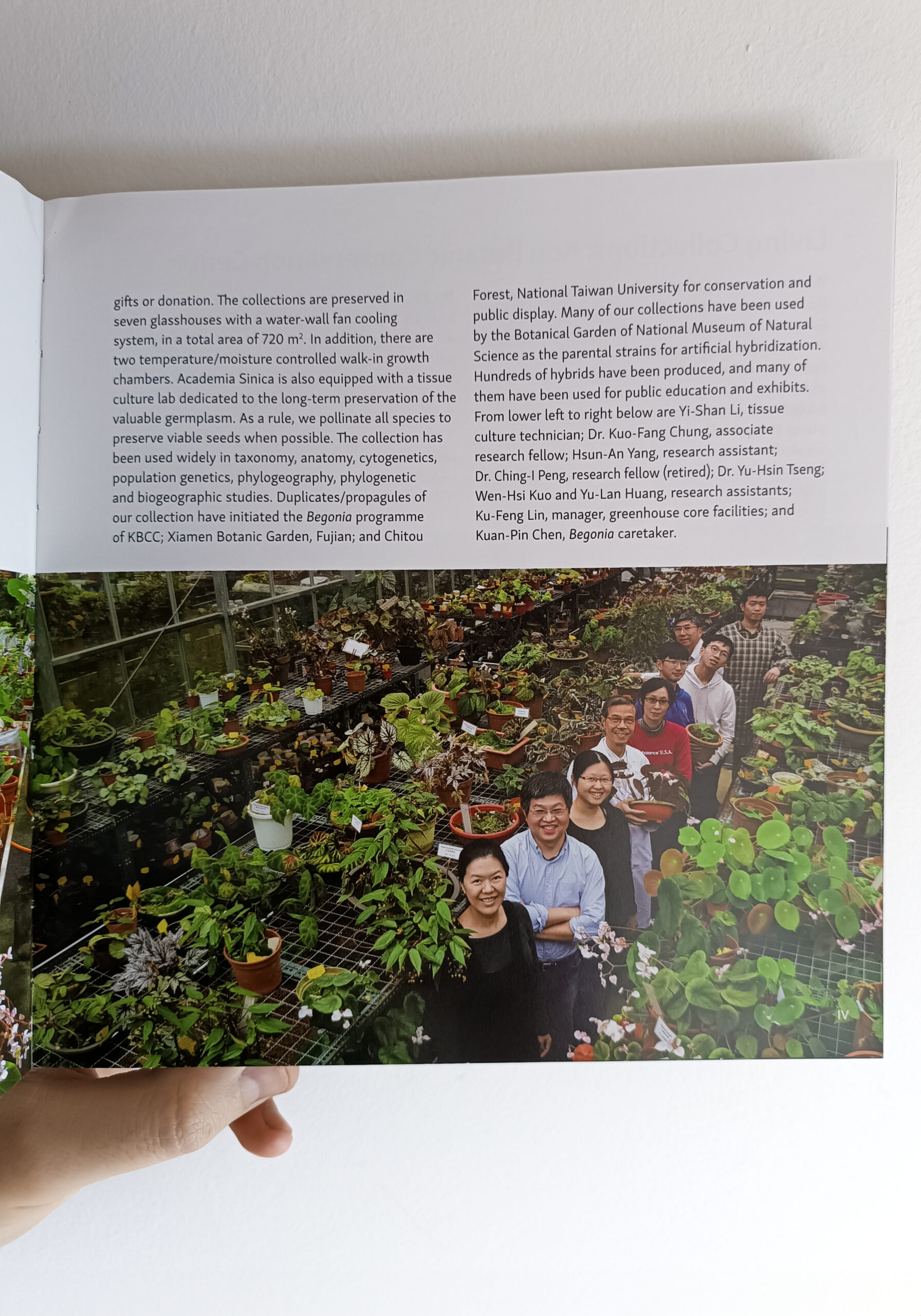 300 Species Portraits Asian Begonia - BEGONIASYMAS.COM