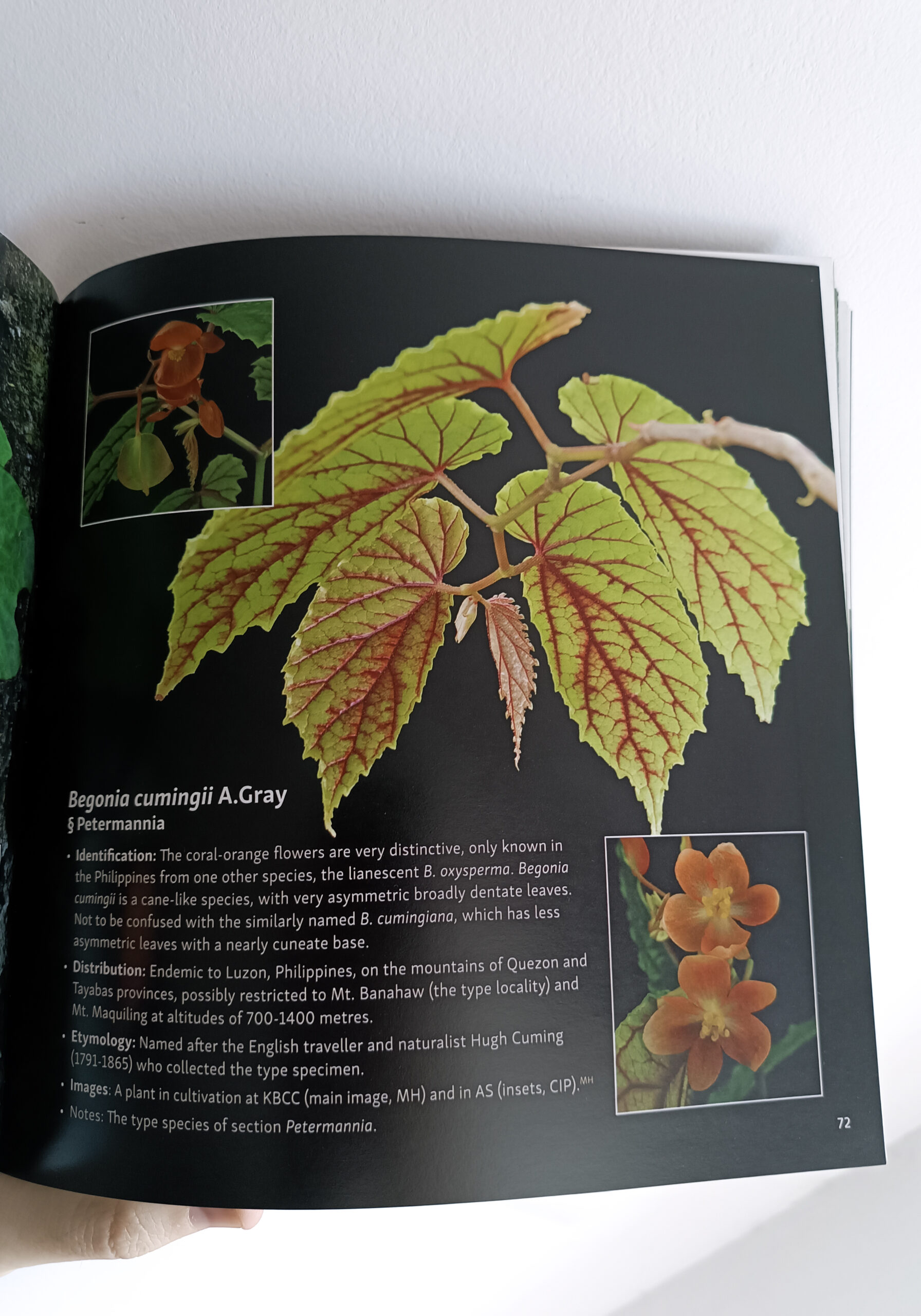300 Species Portraits Asian Begonia - BEGONIASYMAS.COM