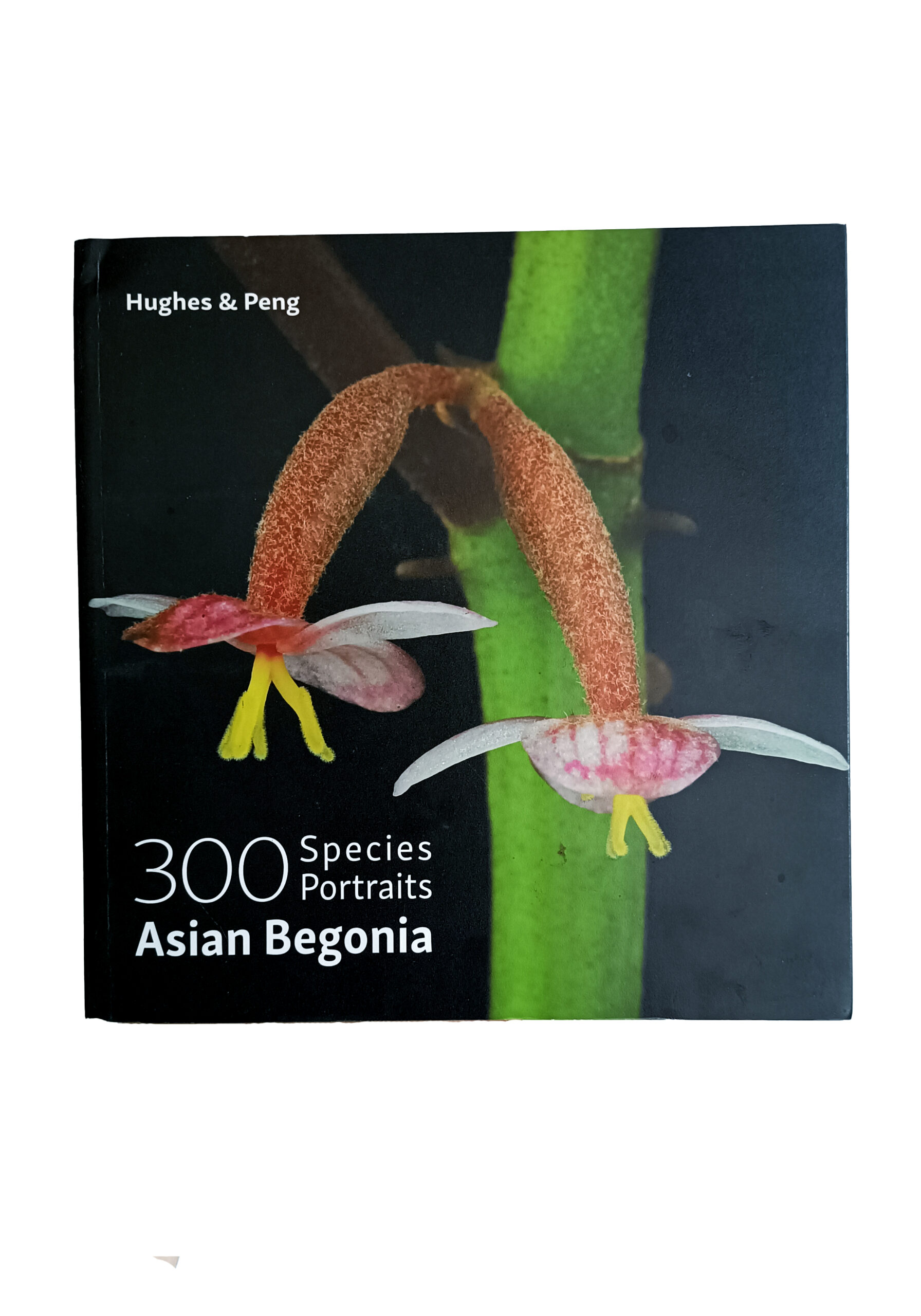 300 Species Portraits Asian Begonia - BEGONIASYMAS.COM