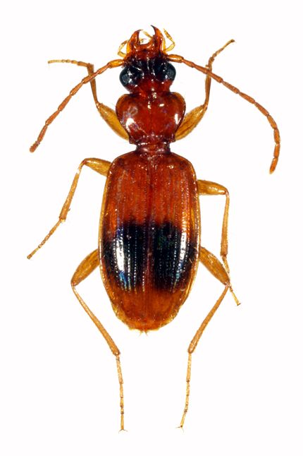 里山のゴミムシ フタボシチビゴミムシ