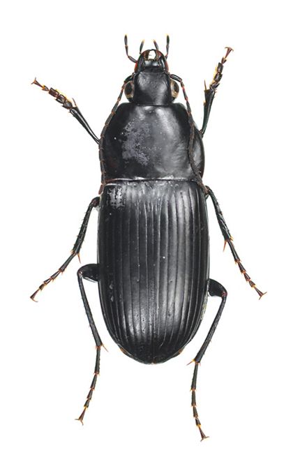 里山のゴミムシ トックリゴミムシ