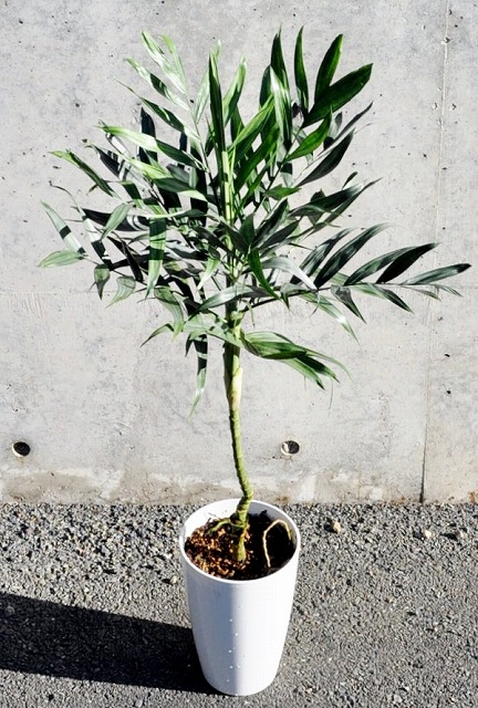 チャメドレア・テネラ(テネラヤシ)