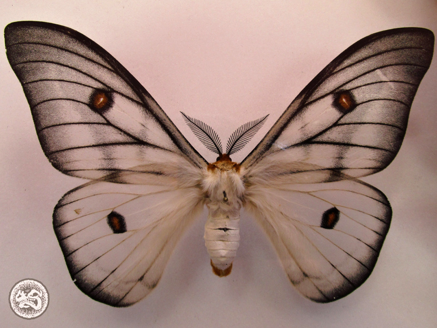 標本 Ceranchia apollina 116mm 140mm very big Ghostly SilkMoth In