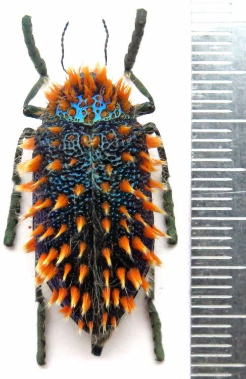 Julodis viridipes | BioLib.cz