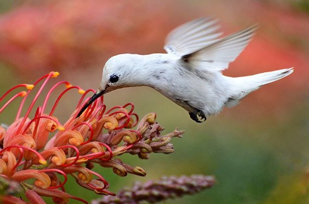 Are White Hummingbird Sightings Rare? - Birds and Blooms