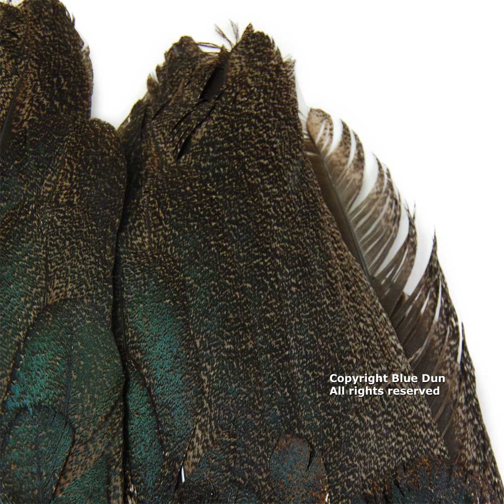 Whiting Farms Coq De Leon Rooster Wing | ホワイティング・ファーム