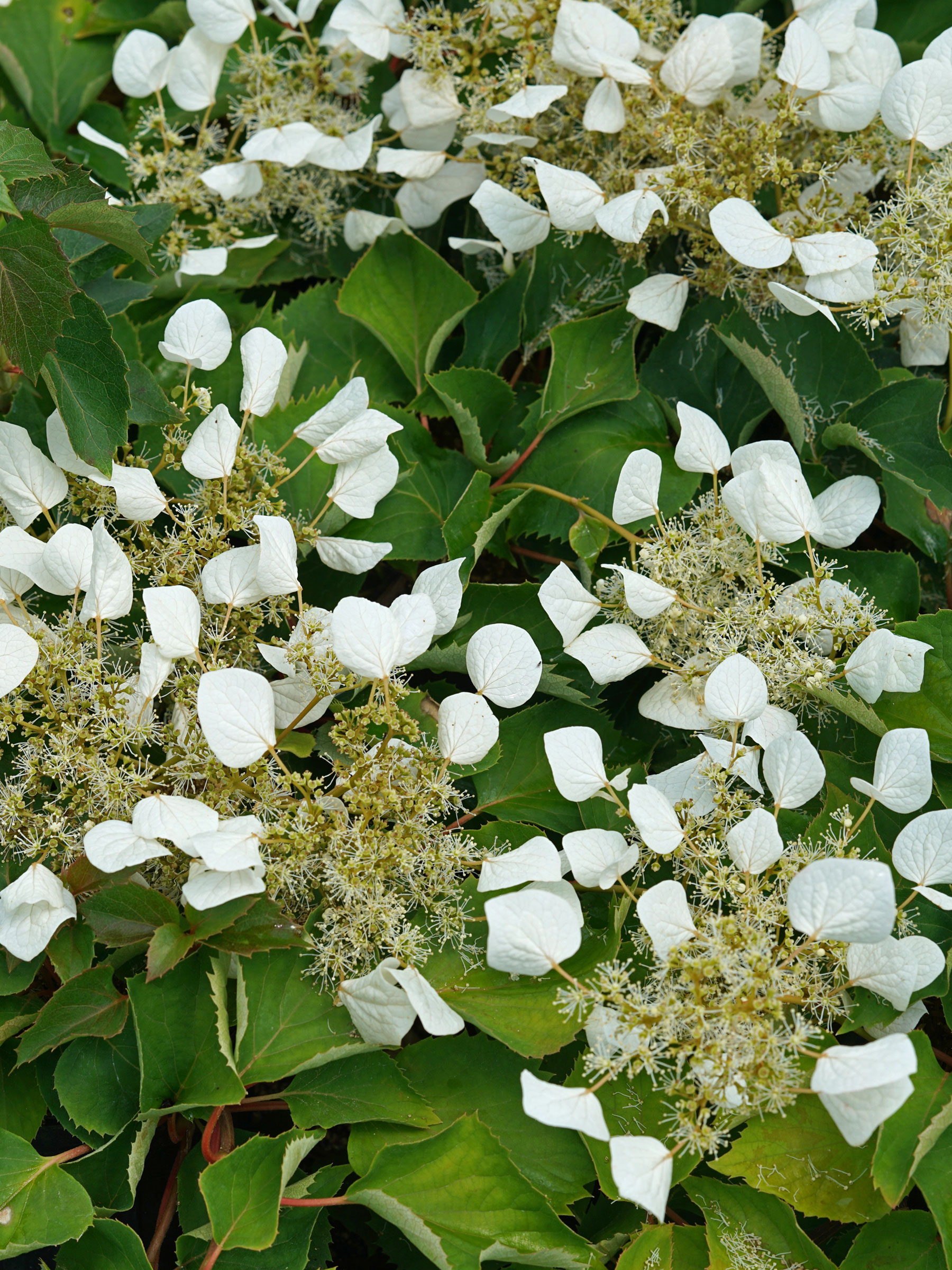 SCFG-0-Schizophragma-Flirty-