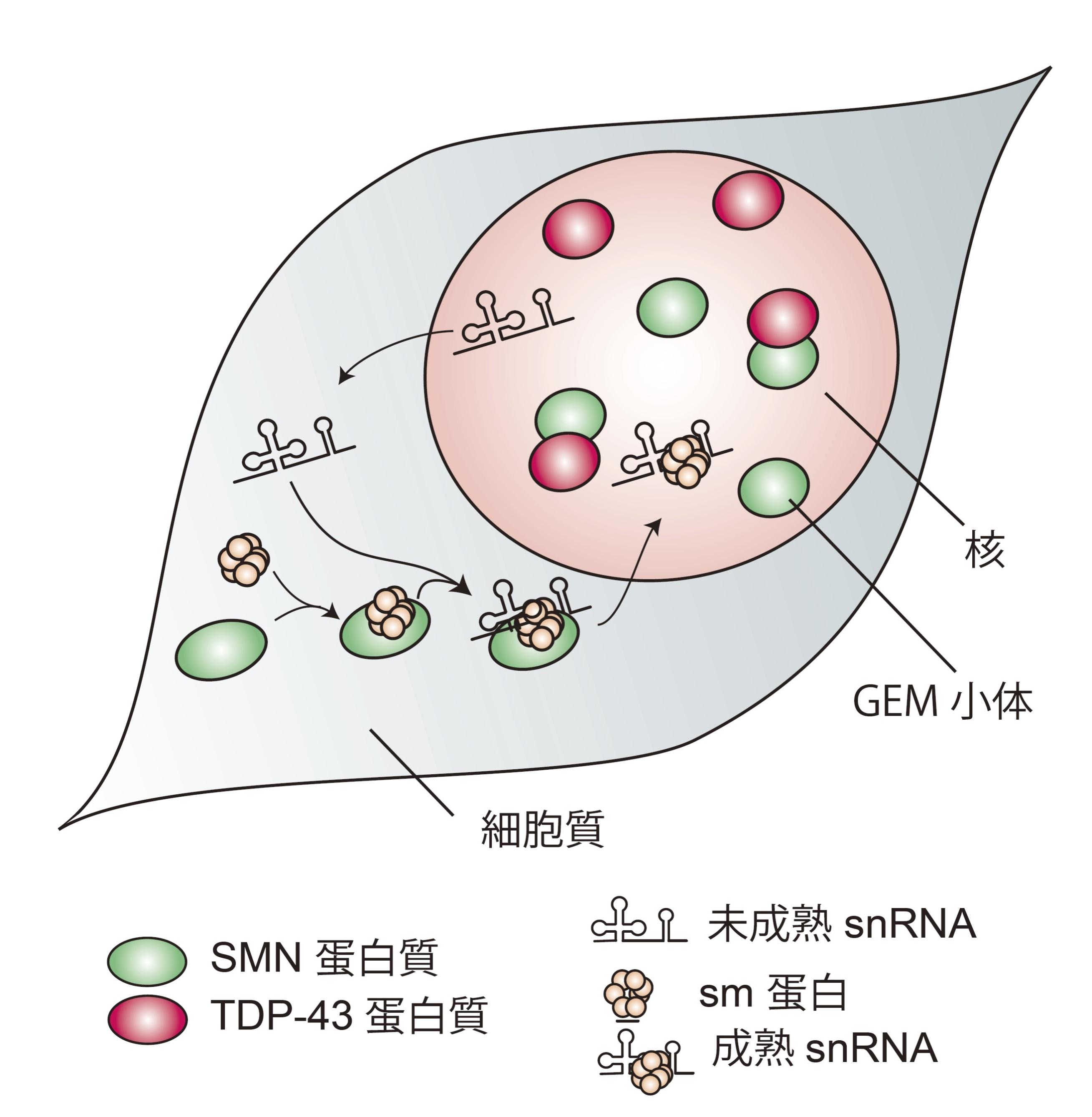 筋萎縮性側索硬化症の新たな病態メカニズムを発表しました | 研究成果
