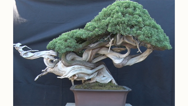 盆栽作家 木村正彦 | 自分流～“知”の探求者たち～ | BS朝日