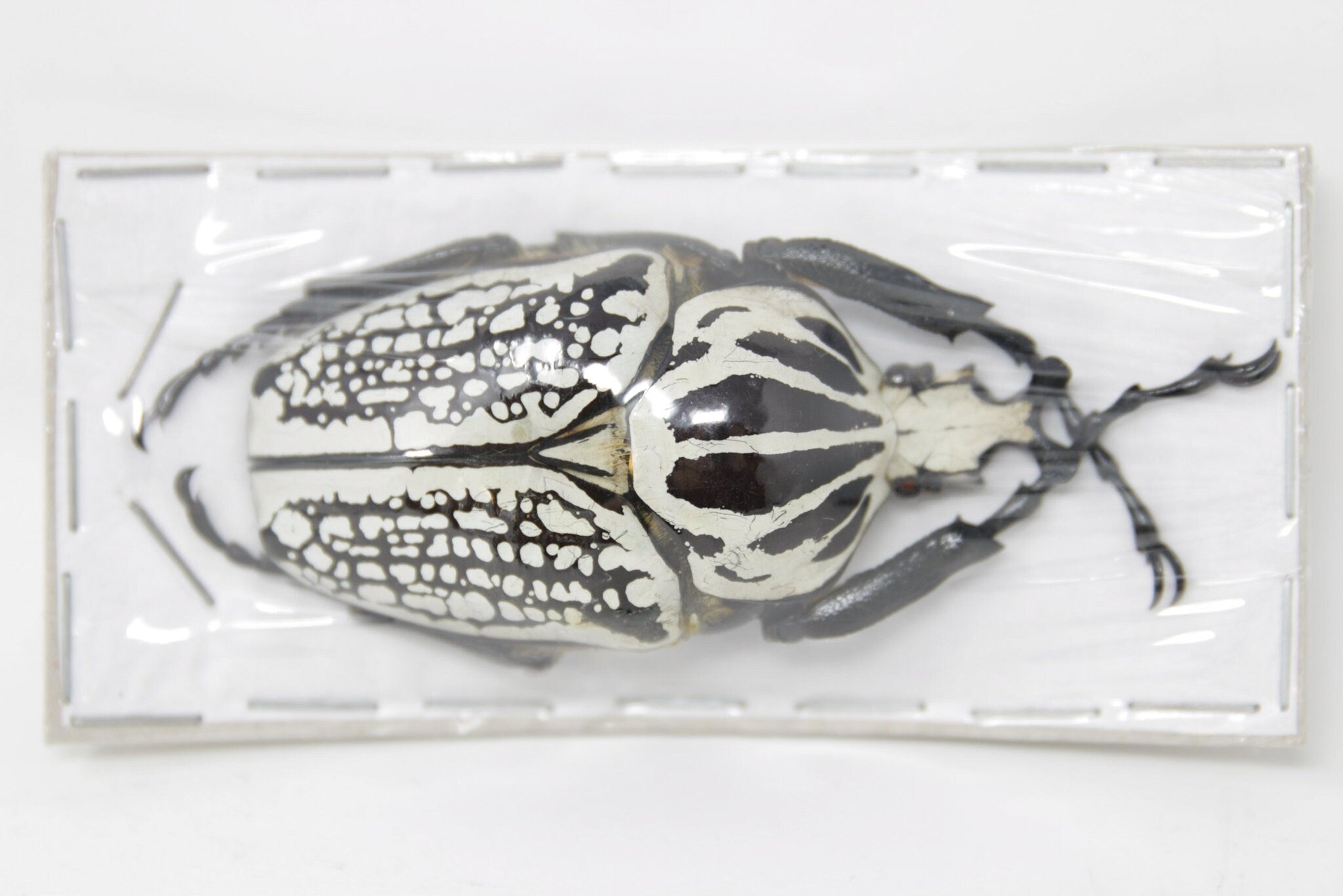 Giant African Goliath Beetle 80-85mm (Goliathus orientalis) A1