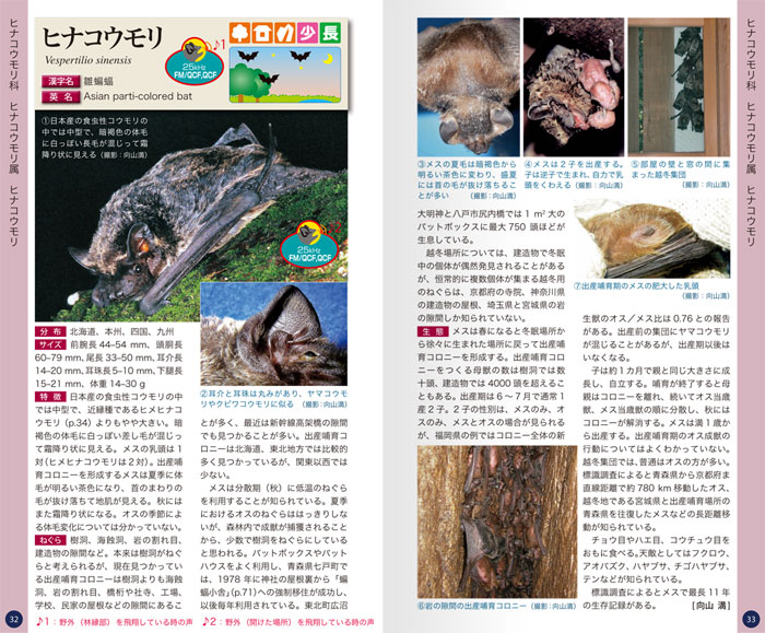 コウモリ識別ハンドブック