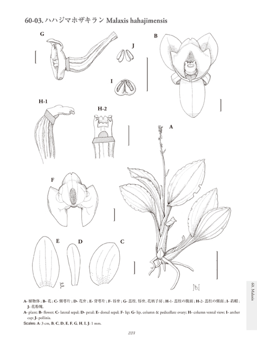日本ラン科植物図譜