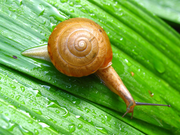 三重県総合博物館 カナマルマイマイ