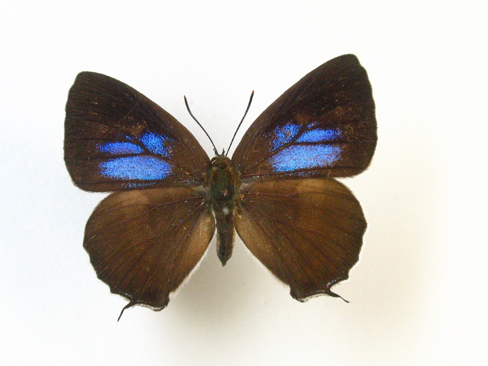 キリシマミドリシジミ