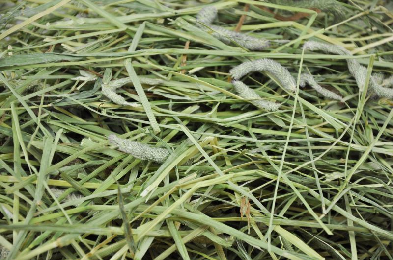 カナダ産 プレミアムチモシー1番刈り - BUNNY GARDEN