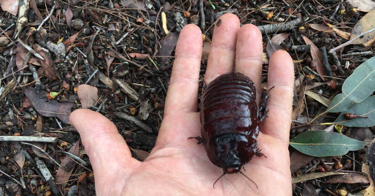 標本 Australia Macropanesthia rhinoceros 69mm 標本 Australia