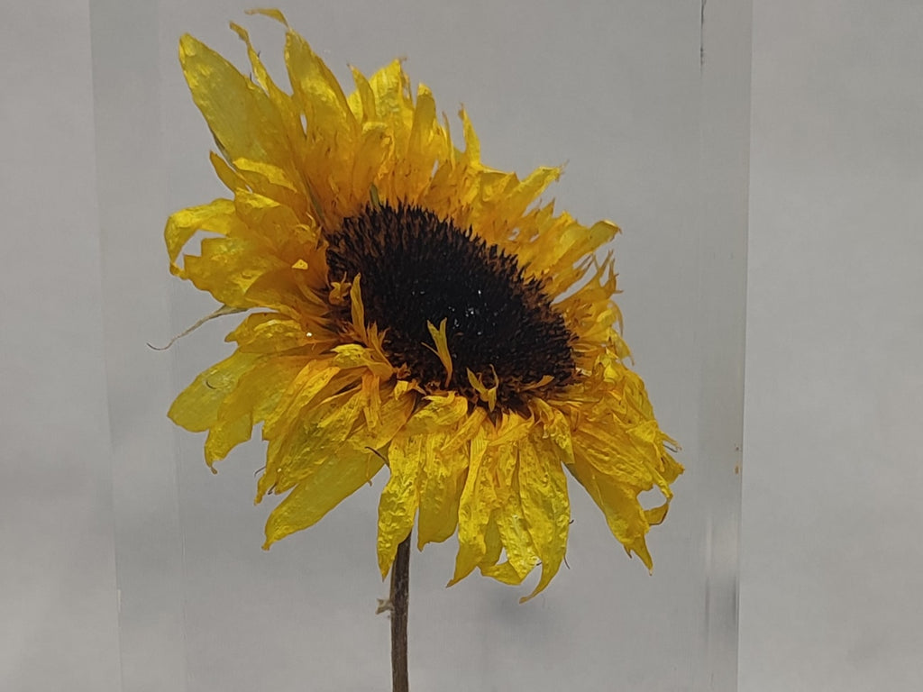 HIMAWARI Object | ヒマワリオブジェ by Takao Inoue | Generate Design