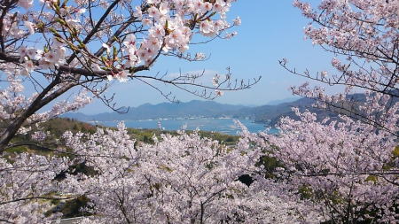 江田島市のお花見スポット～桜便り～／江田島へ行こう