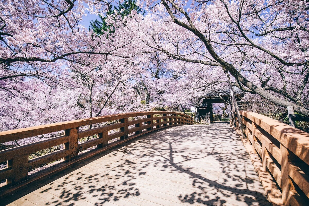 今年で開園150年。〈高遠城址公園〉のお花見情報2025 | Go! NAGANO