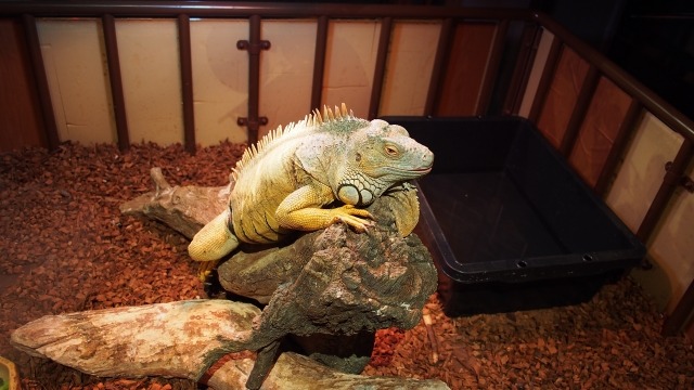 グリーンイグアナのケージサイズはどれくらい？成長段階別の最適サイズ