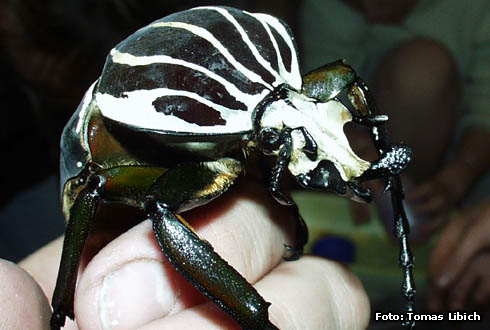 Goliathus goliatus - ゴライアスオオツノハナムグリ