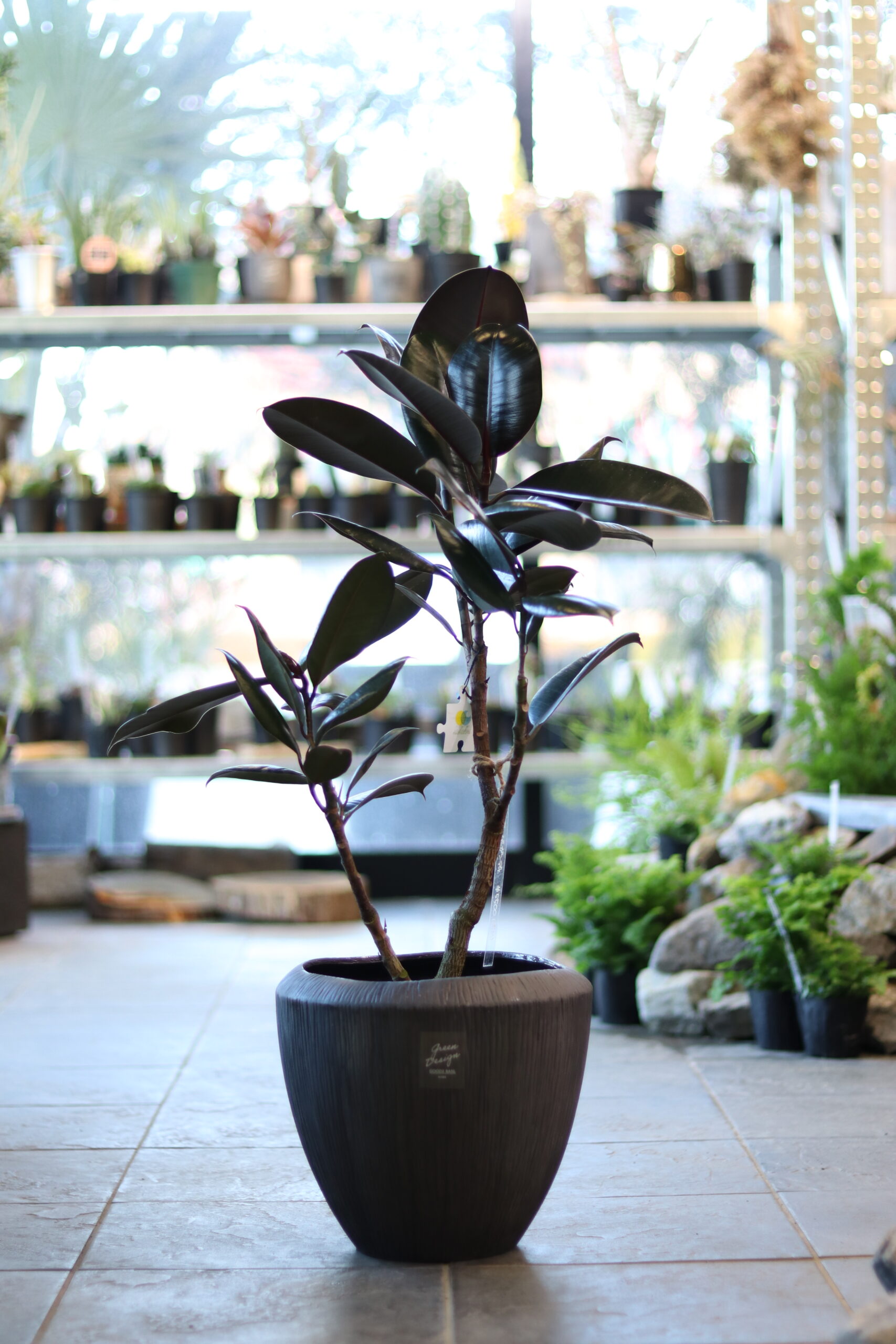 フィカス・バーガンディ | GOOD2BASE｜グッドツーベース