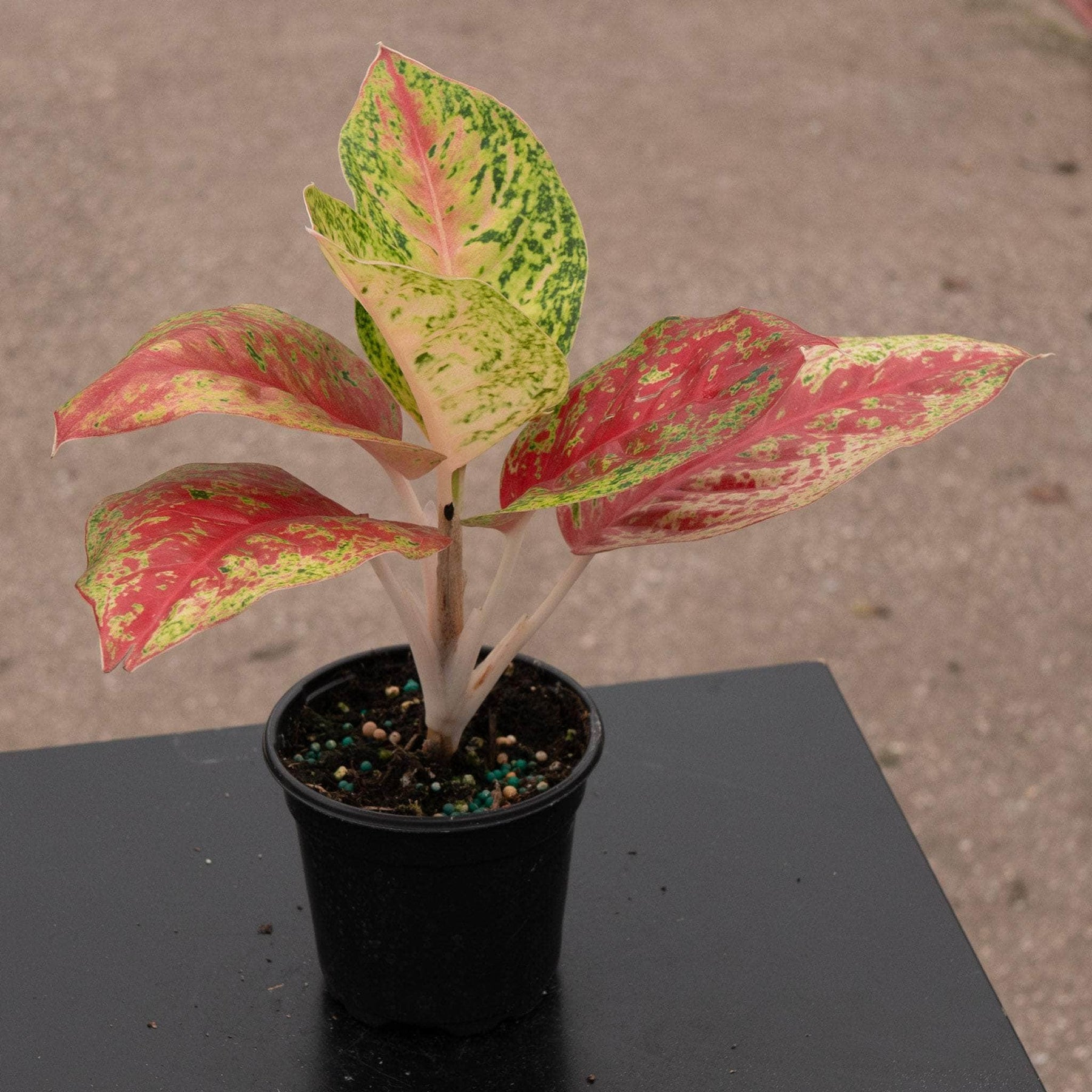 Aglaonema 'Red Mahasetii' - Gabriella Plants