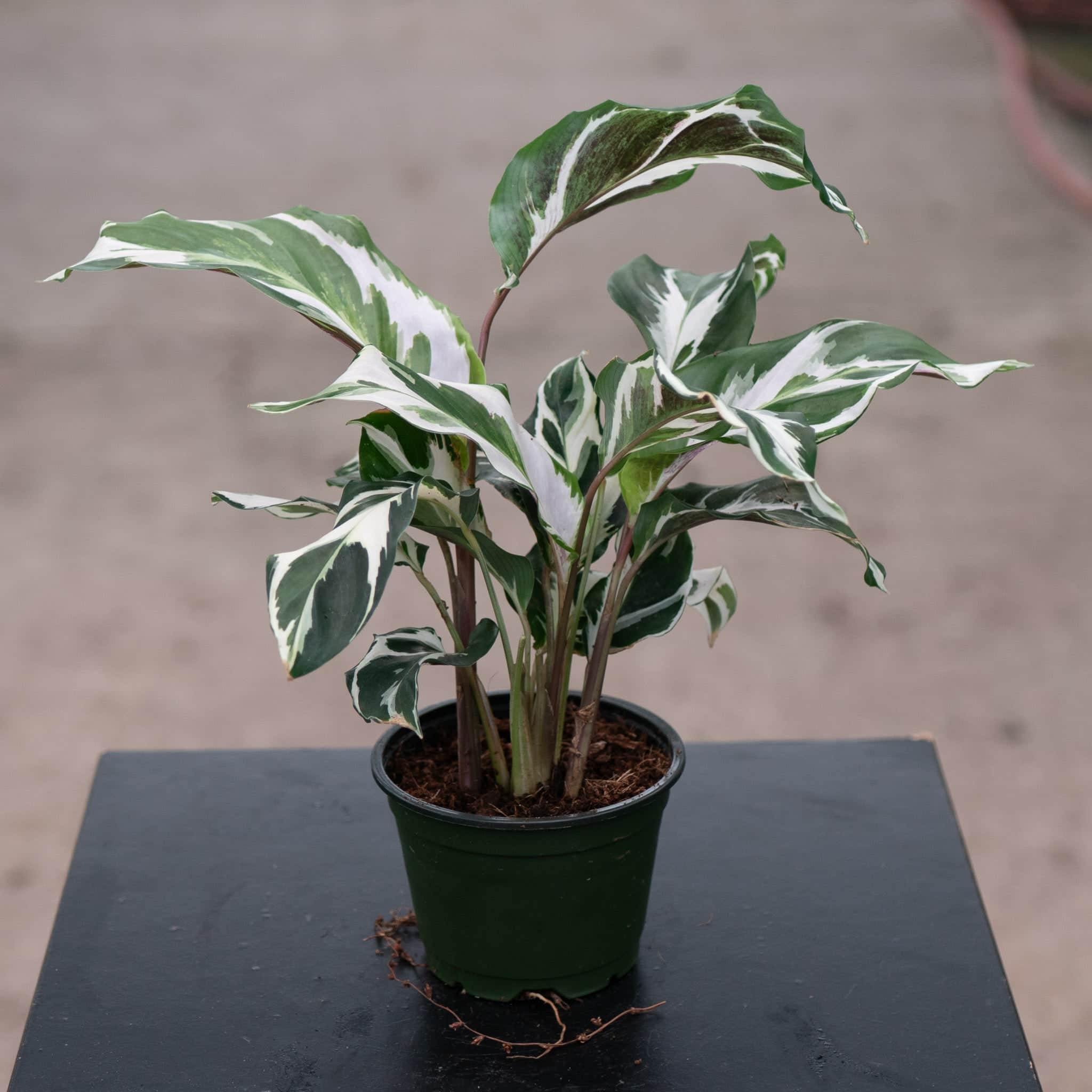 Calathea 'Stella' - Gabriella Plants