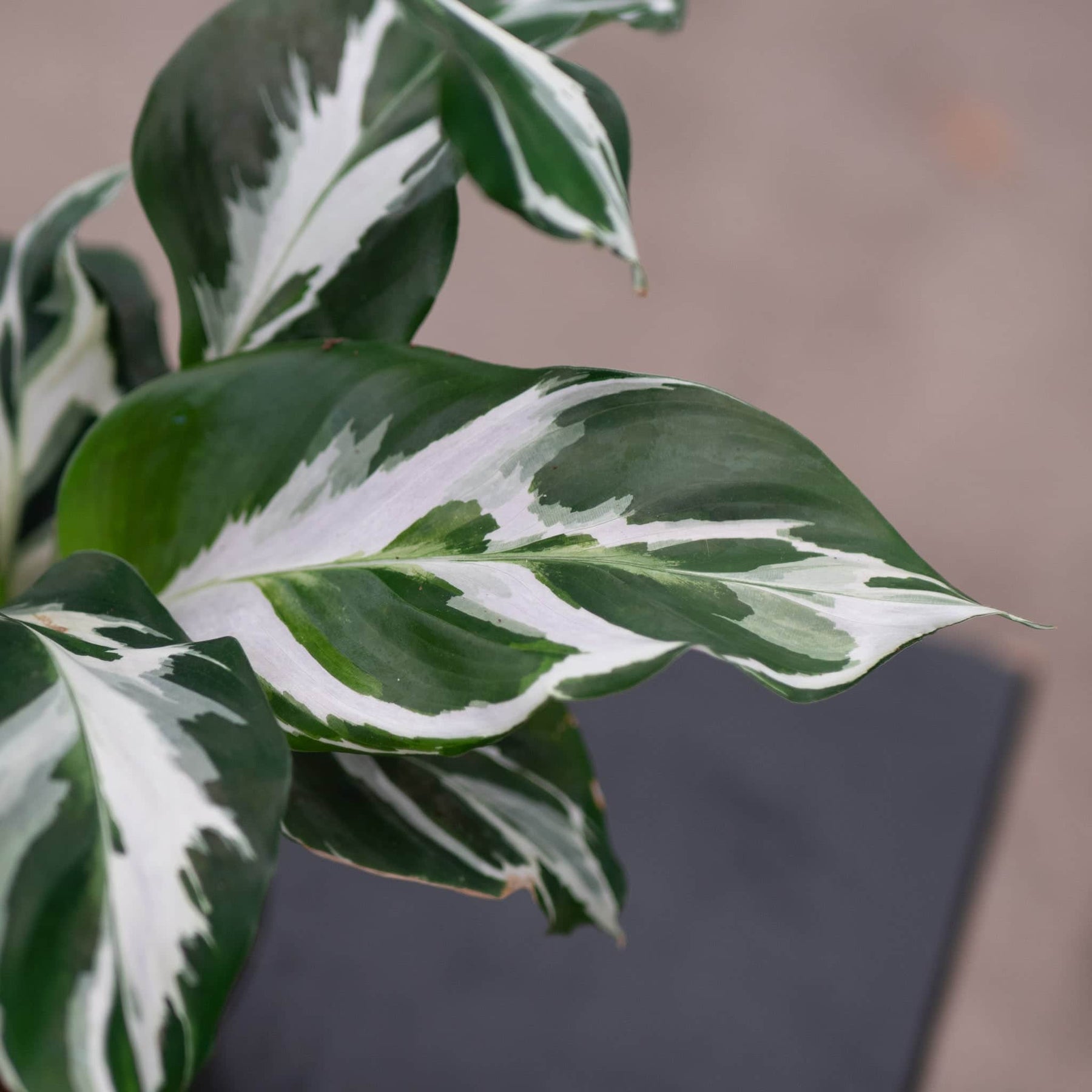 Calathea 'Stella' - Gabriella Plants