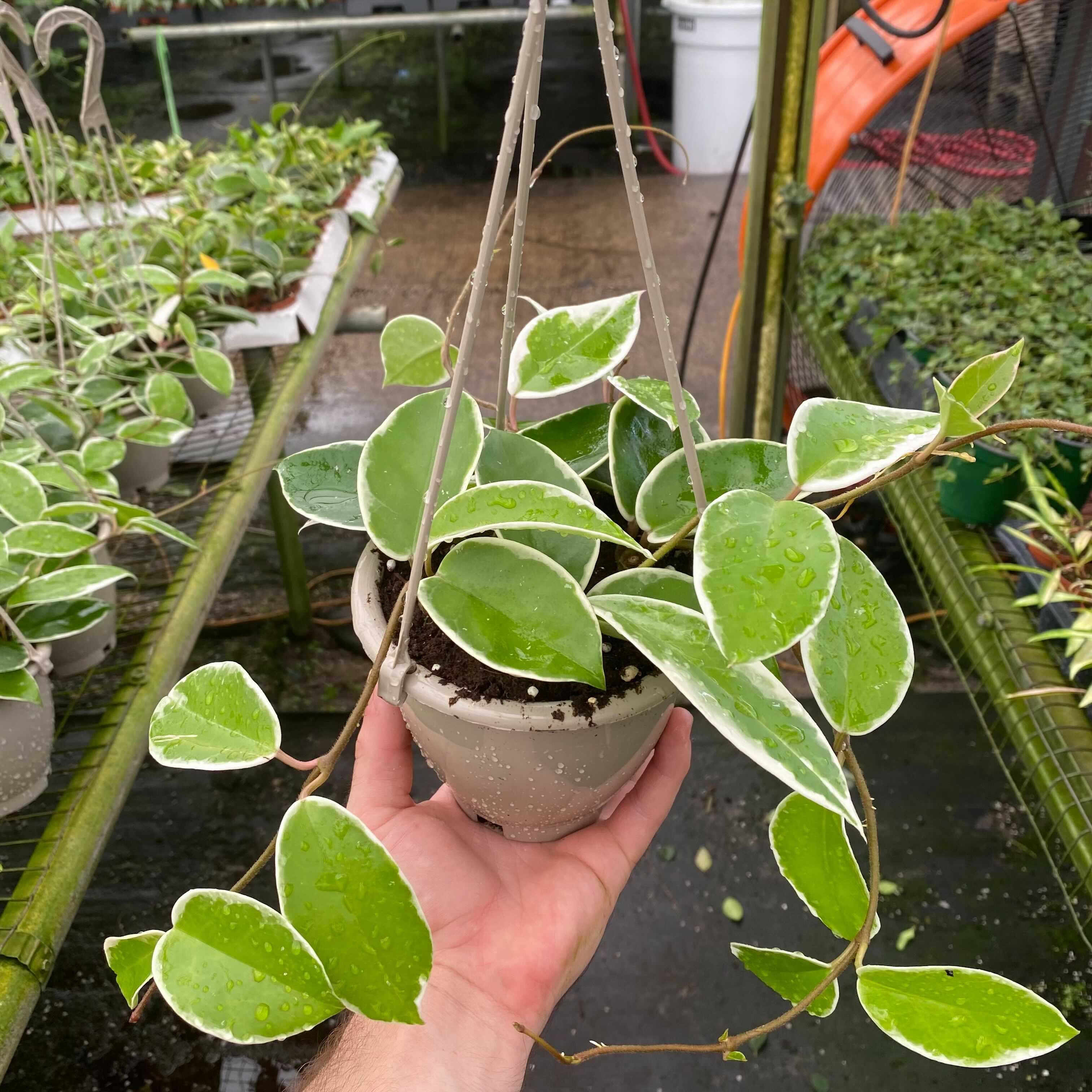Hoya carnosa 'Krimson Queen' Hanging Basket - Gabriella Plants