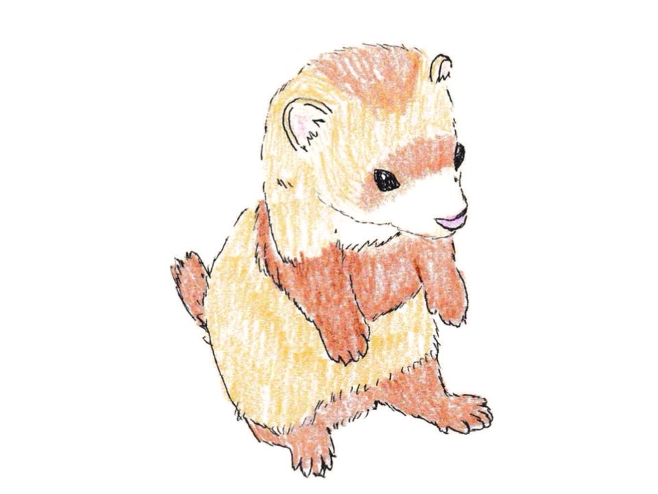 フェレット】フェレット3大腫瘍の1つ、「リンパ腫」とは① | ガイア