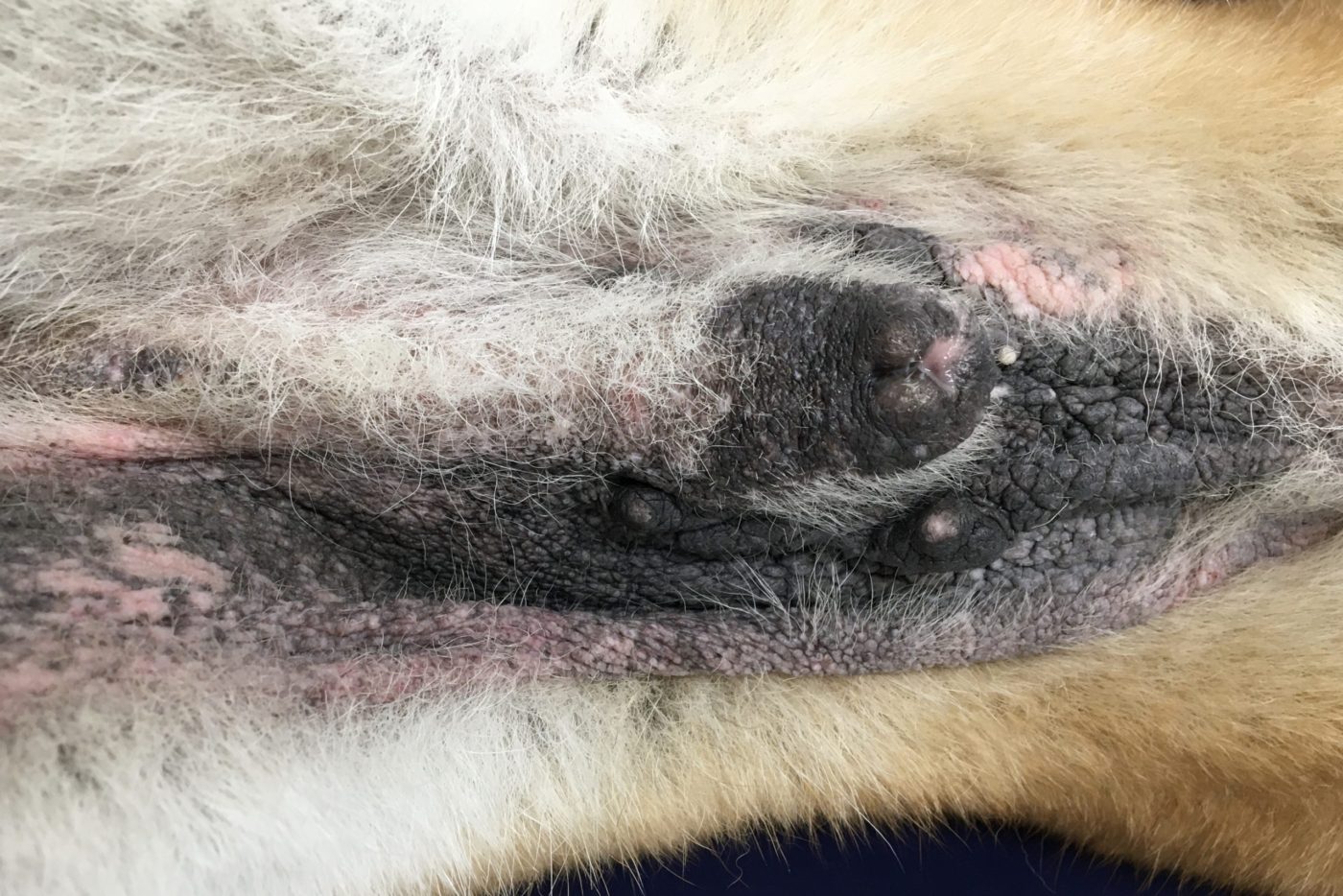 犬のアトピー性皮膚炎 | 横浜市港北区／日吉・綱島・高田・南加瀬の