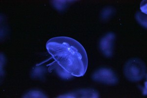 旬クラゲ。。 – 男鹿水族館GAO