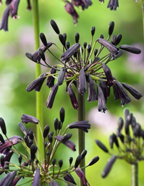 アガパンサス ブラックマジック (4号) - ACID NATURE 乙庭