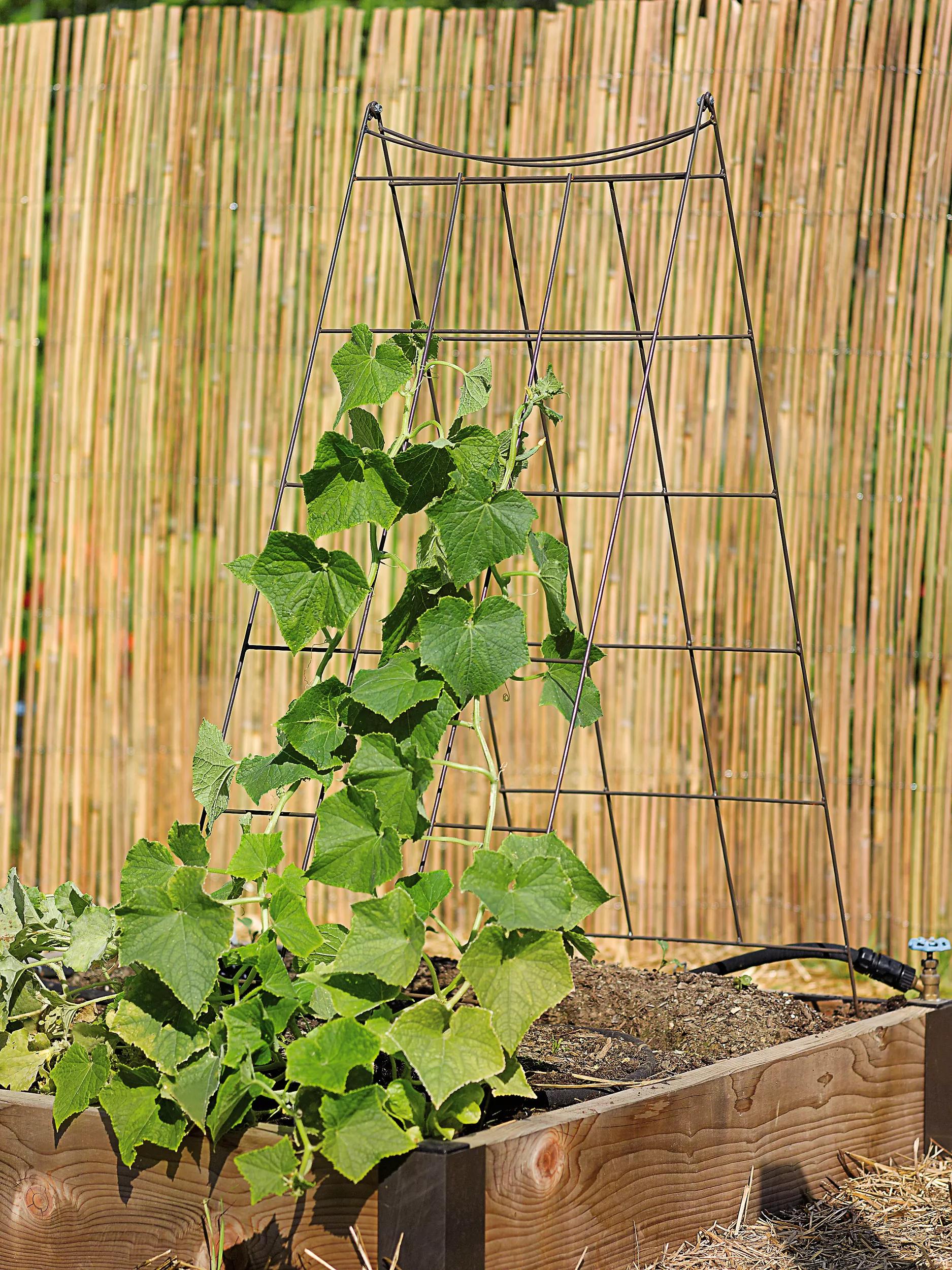 Squash Trellis - Vegetable Trellis: Wire A-Frame | Gardener's Supply